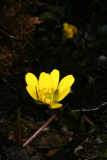 Ranunculus ficaria 'Brazen Hussy' RCP3-10 062.jpg